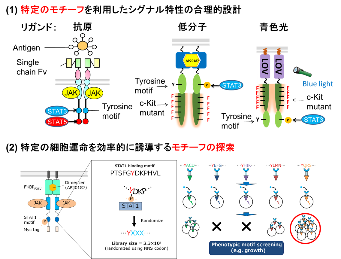 工学院大学 | 細胞創製化学研究室